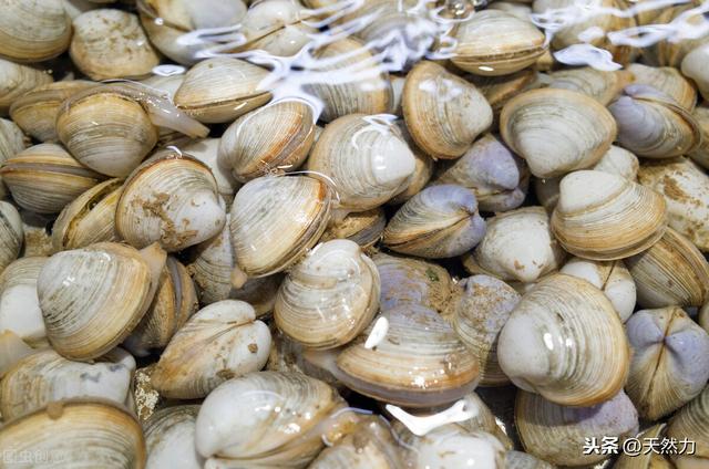 花蛤怎么吐沙，教你简单有效的方法，去沙干干净净