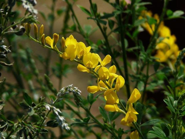 匍匐生长的金雀花，开花金灿灿极耀眼，记住这几点开得旺