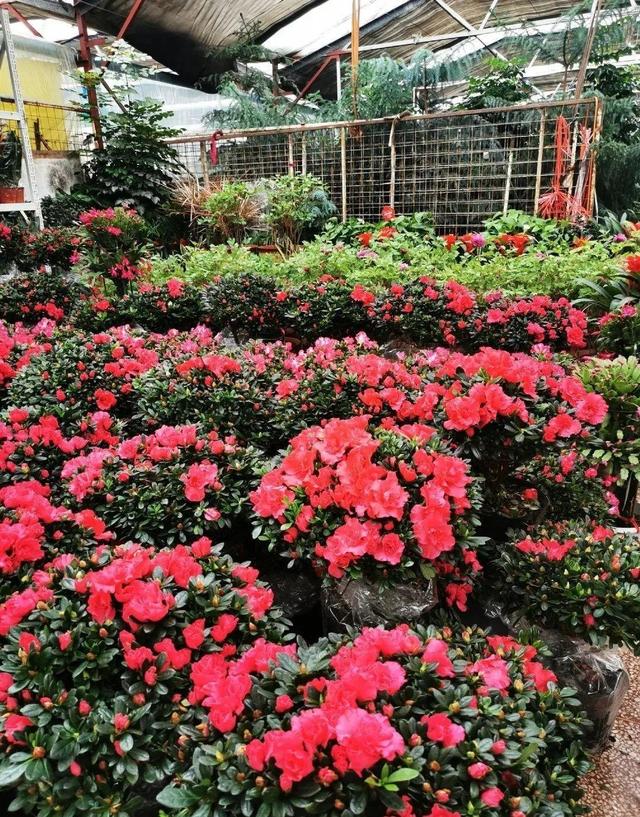 逛花市去捡漏，买了一堆长寿花，拿回来竟然全活了