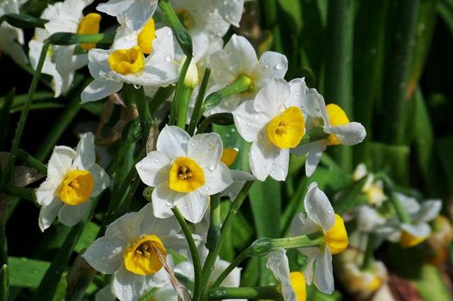 冬季有4种花是“一次性”植物，开完扔掉就行，再养浪费时间