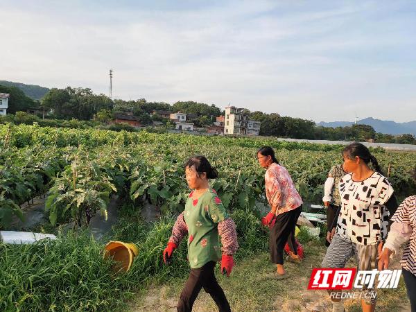 蔬菜|江华：全力打造粤港澳大湾区“菜篮子”2020年出口创汇3.9亿美元