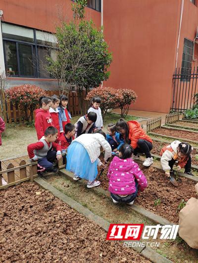 孩子|萌娃化身“小菜农”现场教学体验农耕乐趣