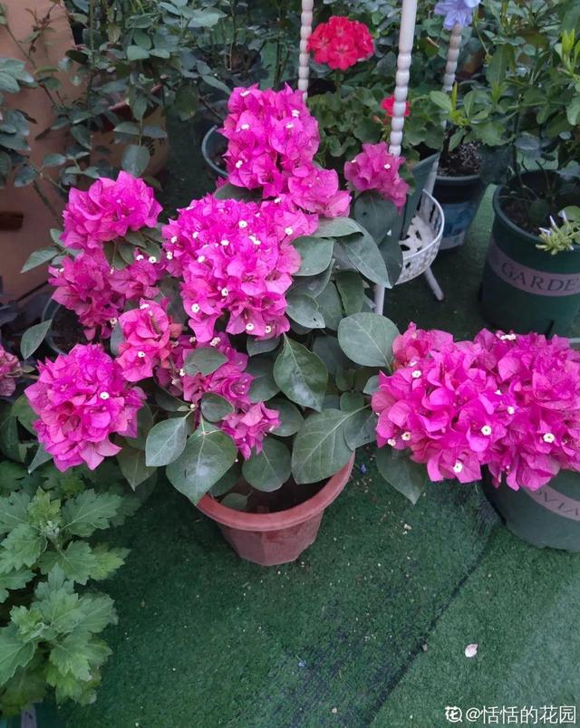 养三角梅，这几点做不对，光长叶子不开花