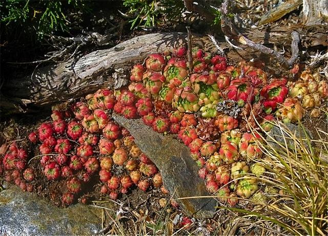 这4种多肉极为强悍，落叶之处即为生根之处，屋顶围墙均不放过