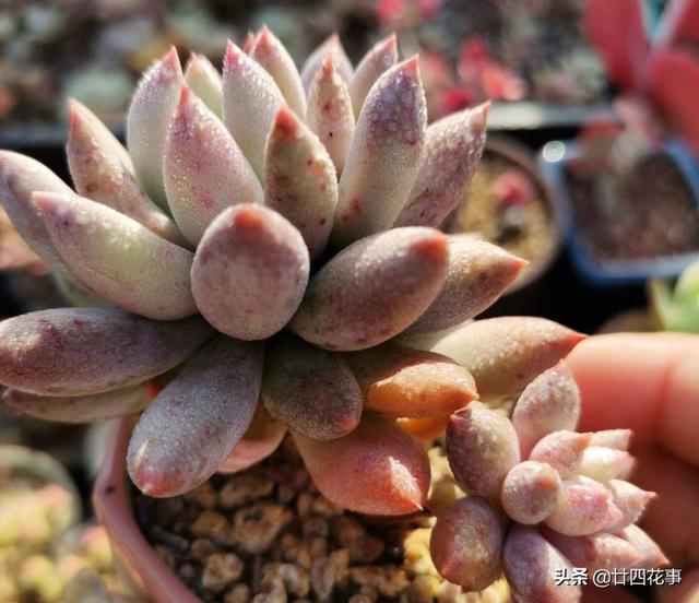 入冬养多肉，切记“1看、1多、1少”，美艳多汁，胖成肉球