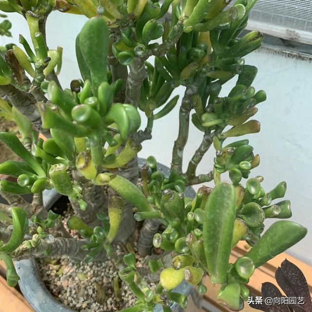 这花叫马蹄掌，也叫吸财树，寓意“招财进宝”，比多肉还好养