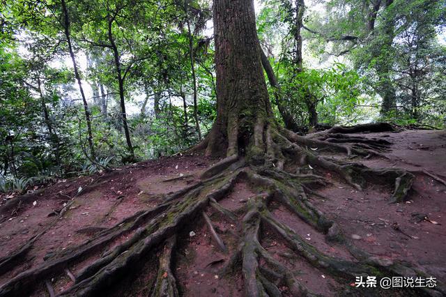 旅行百事通■秀美峨眉山涵盖了文化、风光、动植物和地质风貌等万千宠爱
