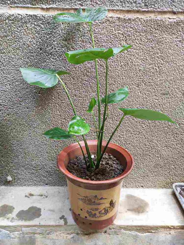 不同的花要用不同的花盆，用对花盆花长得旺，用错可能黄叶烂根