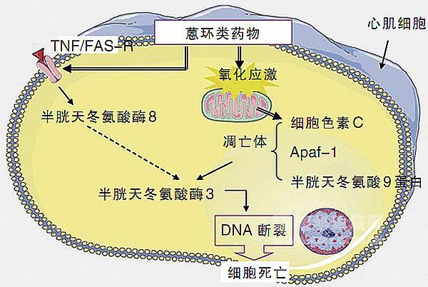 癌细胞|探秘：癌细胞为什么会是打不死的“小强”？