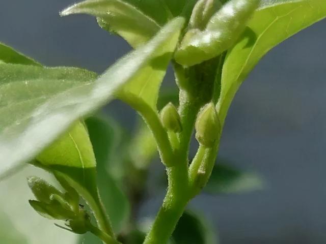 养三角梅，这几点做不对，光长叶子不开花