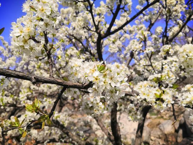 『约吗旅行』迎着春光，赴一场花海之约~