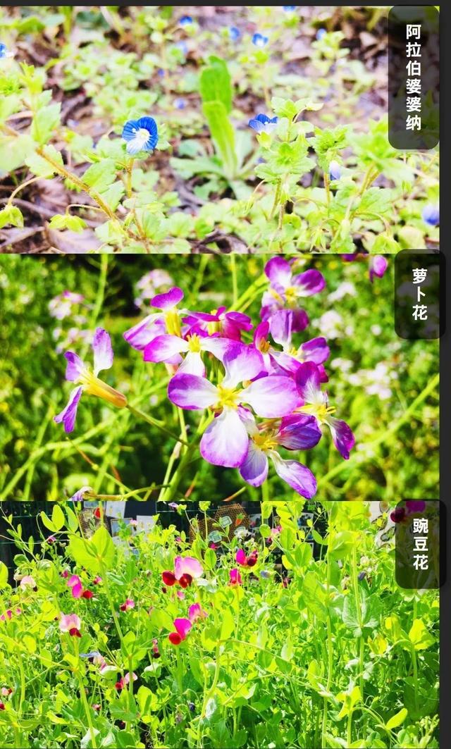 你的育儿经：最美四月天 海安市长江路幼儿园在等你