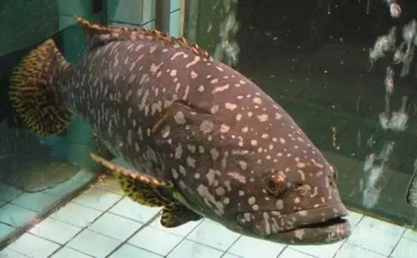 可达到400斤的中巨石斑鱼,龙趸(lóng dǔn),海洋名贵