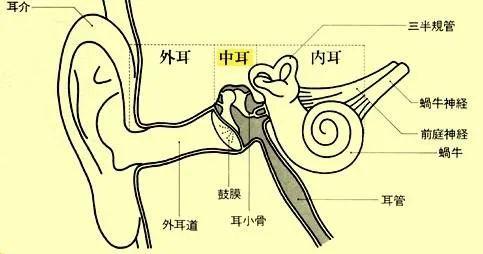 鼓膜|辅导作业太生气，父亲一怒之下……结果出事了