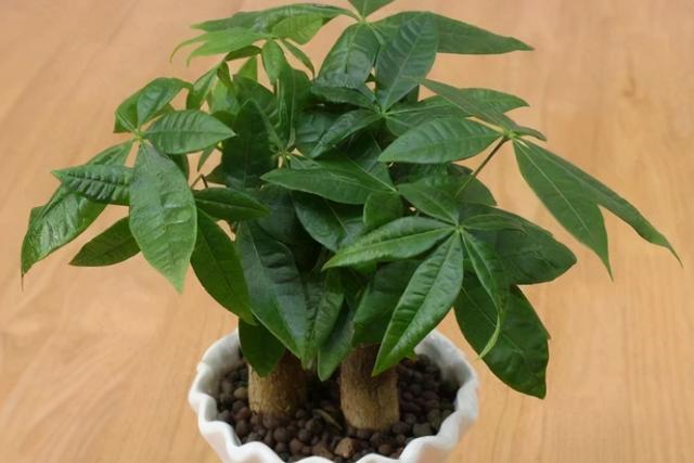 只要花卉黄叶就用硫酸亚铁？错！黄叶也分情况，合理使用才行