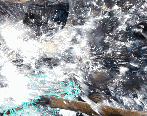 扇贝|威海春日山海滋味，等你来品