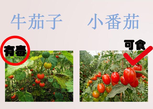 #健康零距离#错认食物误食中毒?在海南注意别误食这些,收藏