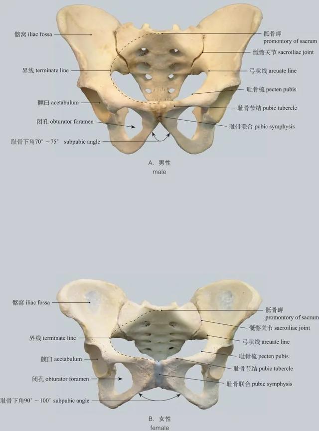 高清图谱 :运动系统：骨连结