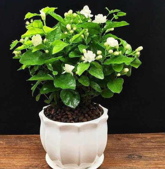 4种“养人花”，人养它，它更养人，摘了泡泡茶，大病小病不见了