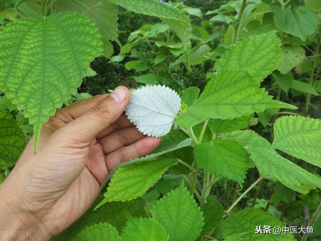 张廷模中药学讲稿 51 大蓟 地榆 槐花 柏叶 茅根 三七