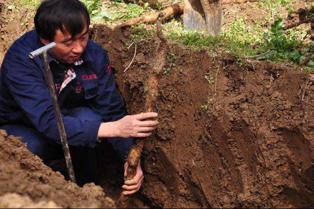 神农本草图经，薯蓣 菊花 甘草 人参 石斛 石龙芮