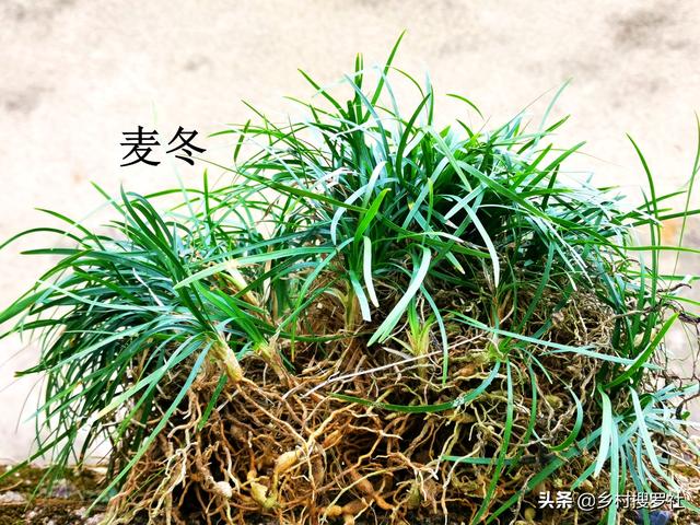 兰花、菖蒲、麦冬，三种最容易混淆的植物，知道这些就不会买错