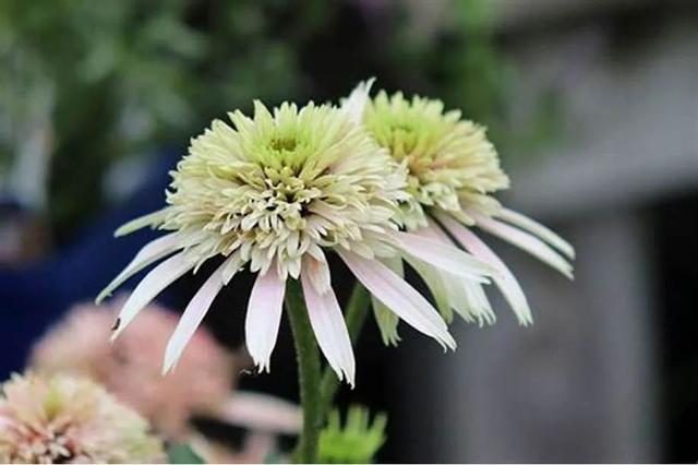 夏季庭院里一抹浓艳的色彩——松果菊