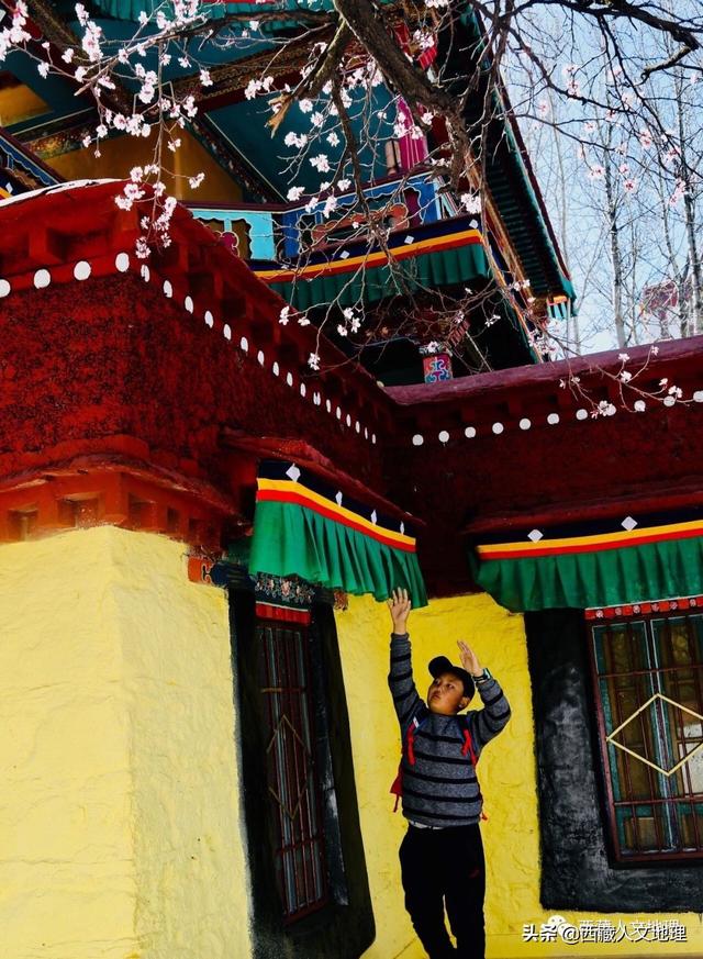 「世界那么大」春分，拉萨一树桃花的温柔倾诉