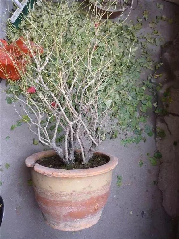 长寿花|这花就得饿着养，盆小水少，叶子越剪长得越旺！