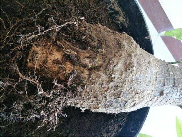 根系|花卉上盆后，什么时候浇定根水？怎样浇？