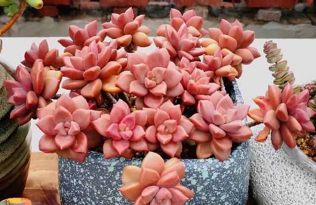 这“三多肉”遇水易窜芽，“寓意好”越老越值钱，可当“传家宝”