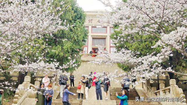 #趣旅游#园内3万多株樱花树 为世界三大赏樱胜地之一 最美花期却仅有七天