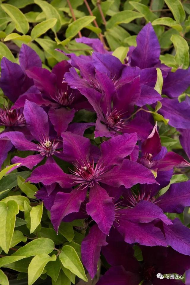 硬核开花机器，“铁线莲”来袭，绝对撞击你的心灵