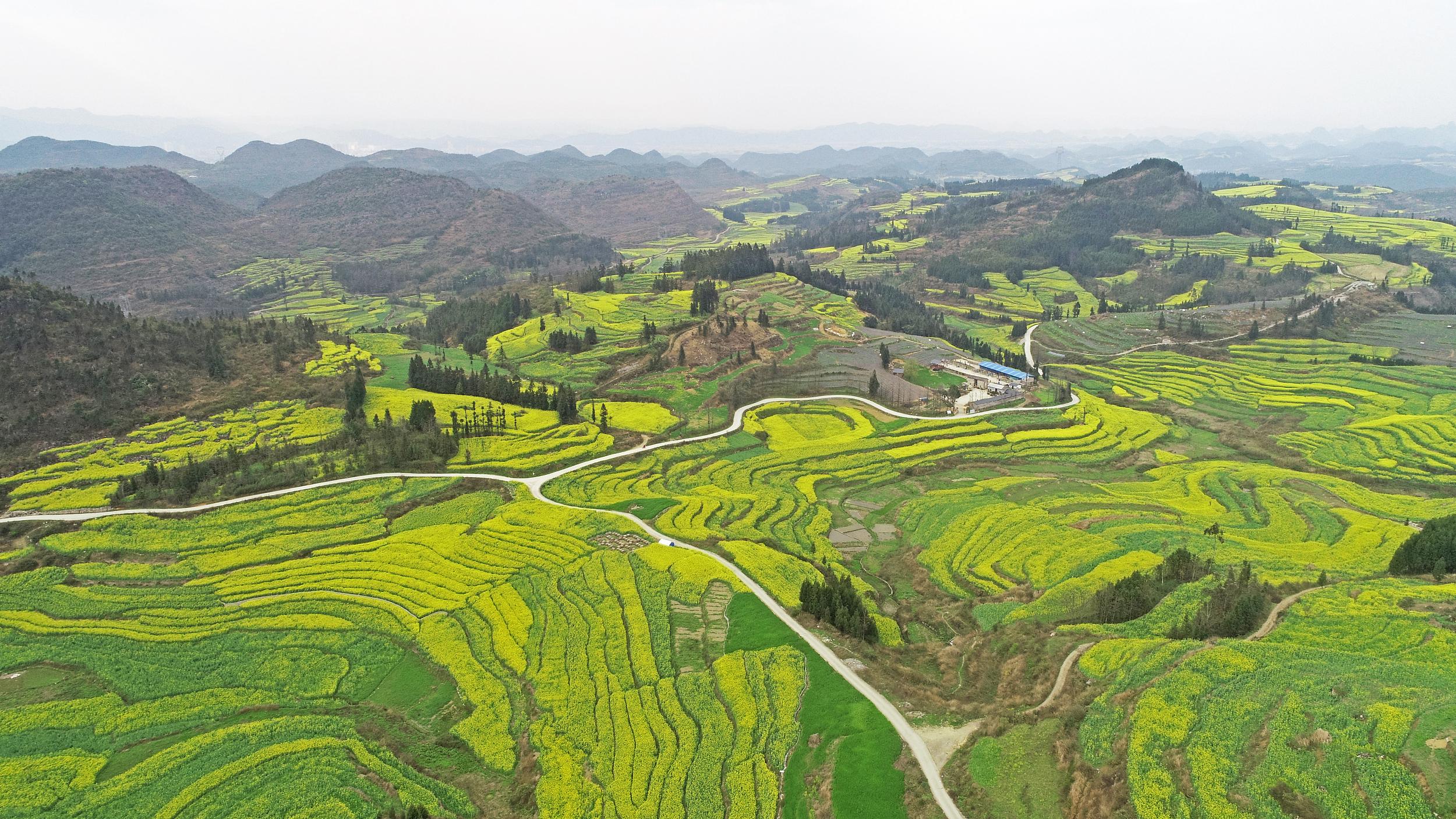 云南:油菜花开 乡村如画