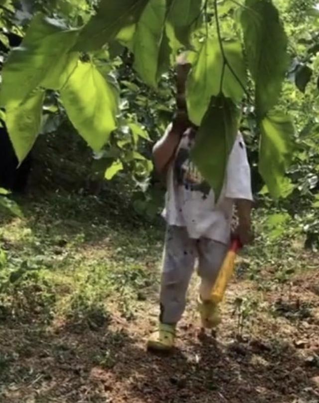 男童摘桑葚迷路，回来搞了一张“桑葚面膜”，妈妈：差点没认出来