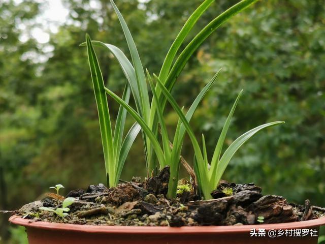 兰花最怕什么水？记住这6种水不要用，兰花浇水不会错