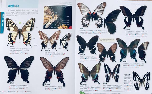 超级宝妈|六一儿童节专属:什么样的礼物对孩子最好,这本书给出了答案