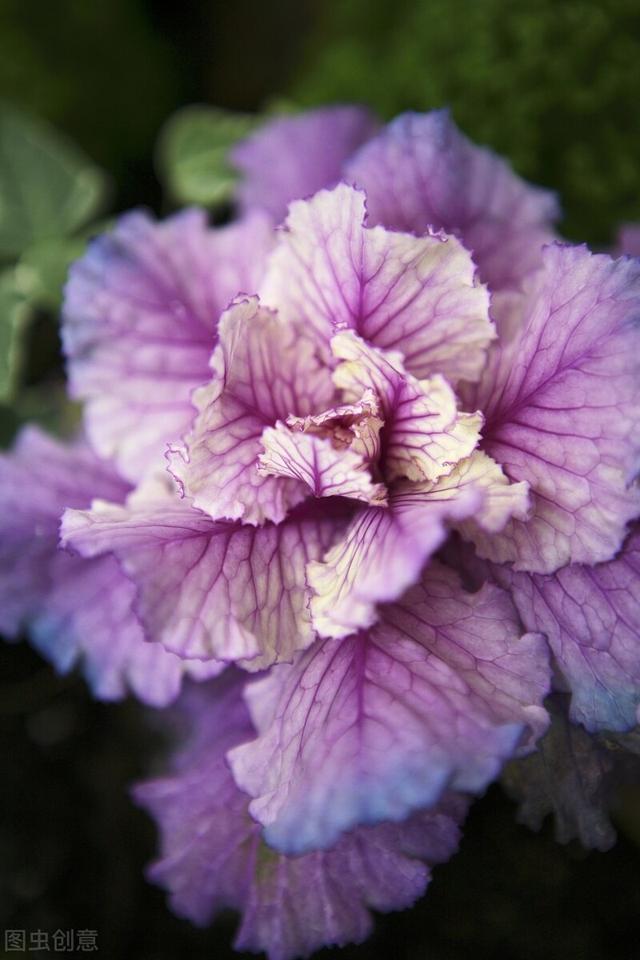 她家院子里冬天只种一种花，下雪也能常开不败，让人羡慕
