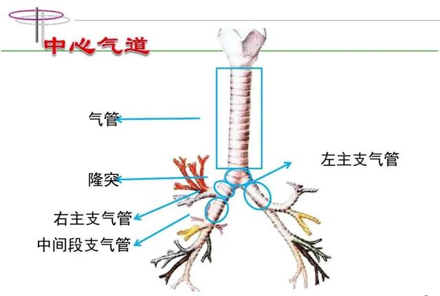 气道|呼吸困难，像有东西堵在气管？支气管镜帮你打开“呼吸之门”