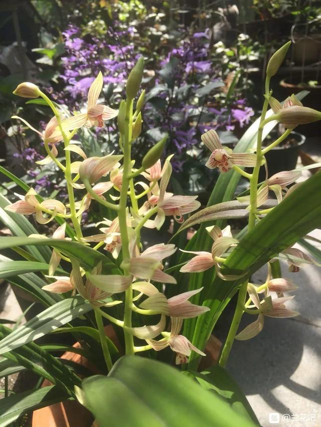 秋冬室内空气流通差，就得养盆香香花，满屋子香味特好闻