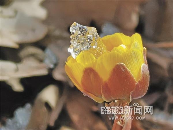 拍友|春雪满空来 触处似花开