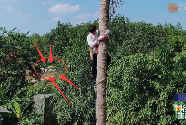 形同陌路|彭昱畅爬椰子树好危险，节目组为啥没劝退？当扫到这个镜头懂了