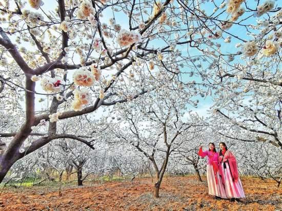 「约吗旅行」春来杏花俏