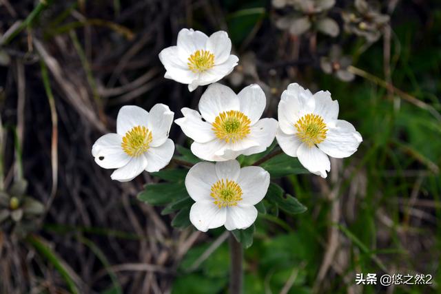约吗旅行:巍巍秦岭主峰上的天池,奇异而又壮美,只留下了解不开的万古之谜