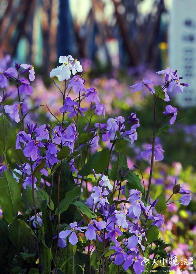 约吗旅行■阳春三月，这里的景色很迷人