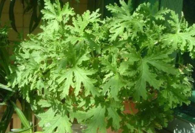 麦芽糖|不靠谱驱蚊方式大盘点，谁是坑娃NO.1？家长快看看中招过几个