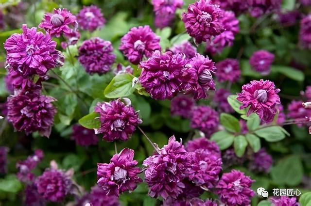 硬核开花机器，“铁线莲”来袭，绝对撞击你的心灵