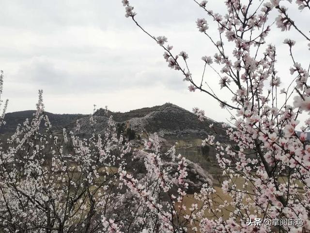 「玩乐足迹」春天里的凤翔