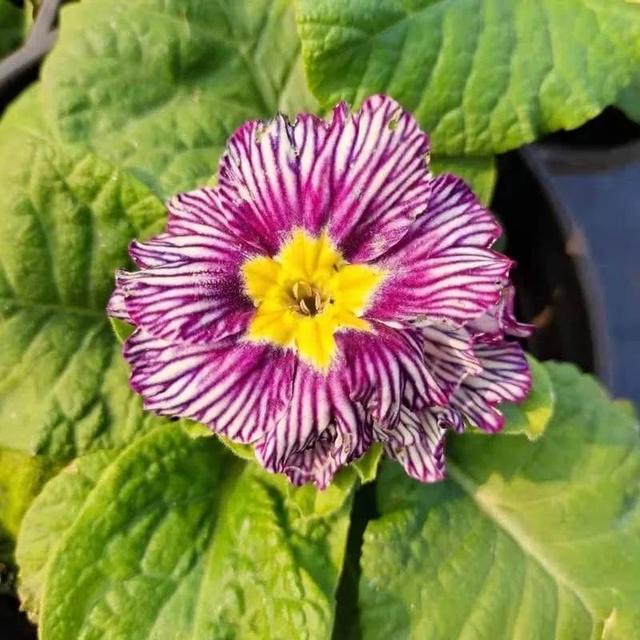 霜雪未尽悄然开，生机盎然报春来