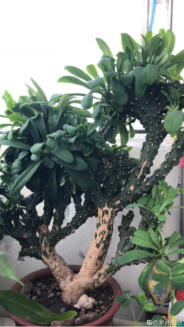 15种镇宅花，家里摆一盆，镇宅旺运超霸气